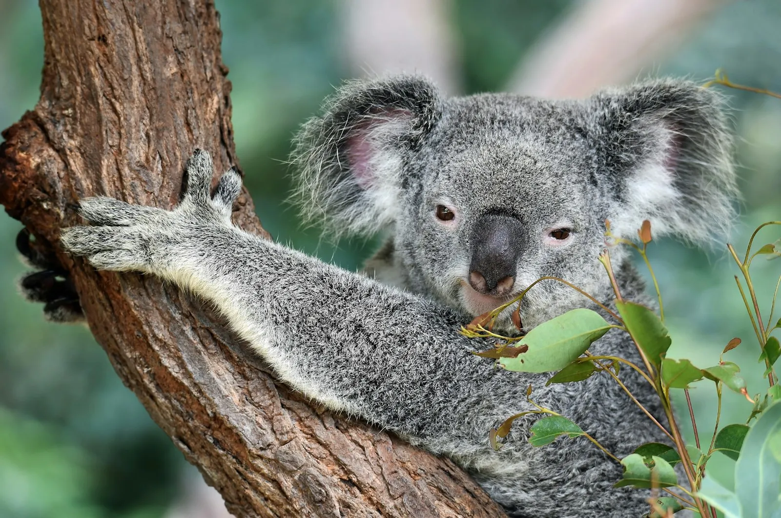 Adorable koala clinging to a tree branch in Australia, showcasing native wildlife and lush forest scenery.